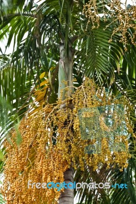 Palm Tree Stock Photo