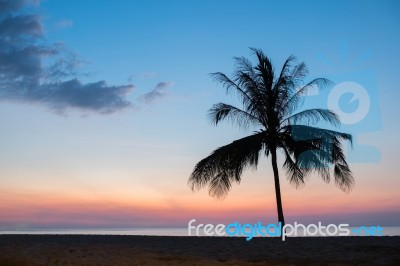 Palm Tree Stock Photo