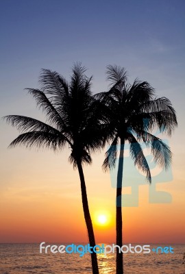 Palm Tree Stock Photo