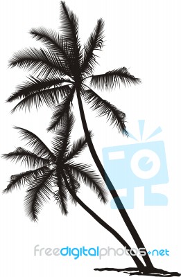 Palm Tree Stock Image