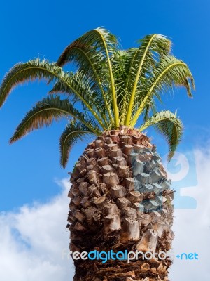 Palm Tree Growing In Lagos Portugal Stock Photo