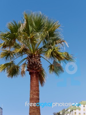 Palm Tree In Quarteira, Southern Algarve In Portugal Stock Photo