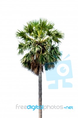 Palm Tree Isolated On White Background Stock Photo