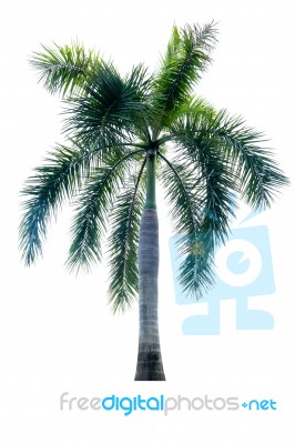 Palm Tree Isolated On White Background Stock Photo