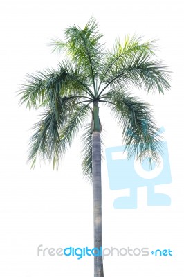 Palm Tree Isolated On White Background Stock Photo