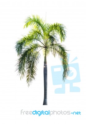 Palm Tree Isolated On White Background Stock Photo