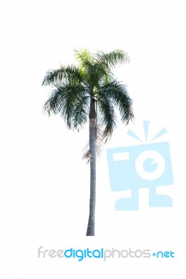 Palm Tree Isolated On White Background Stock Photo