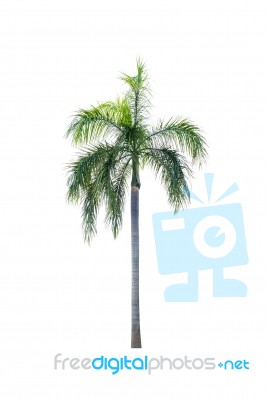 Palm Tree Isolated On White Background Stock Photo