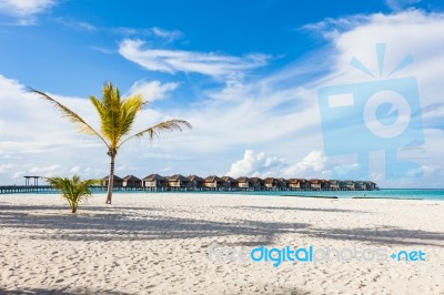 Palm Tree On A Maldives Beach, Watervillas Over The Indian Ocean, Moofushi Atoll Stock Photo