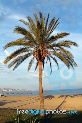 Palm Tree On Beach Stock Photo