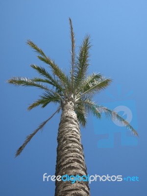 Palm Tree On Blue Sky Stock Photo