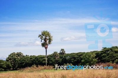 Palm Tree On The Countryside Stock Photo