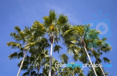 Palm Tree Over Blue Sky Stock Photo