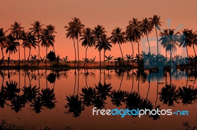 Palm Trees Stock Photo