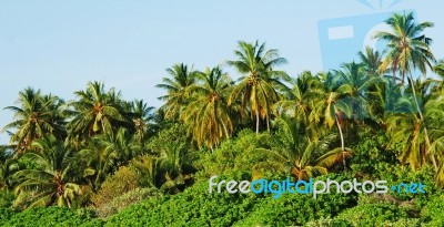 Palm Trees Stock Photo