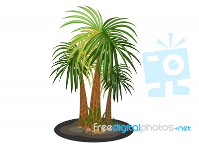 Palm Trees Stock Image