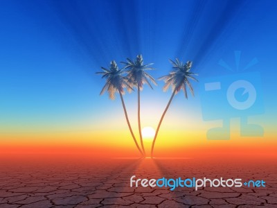 Palm Trees Stock Image