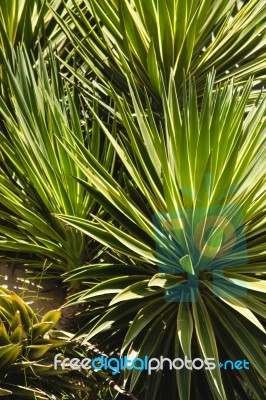 Palm Trees Stock Photo