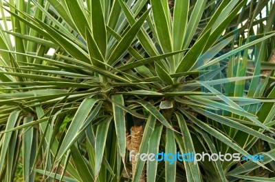 Palm Trees Stock Photo