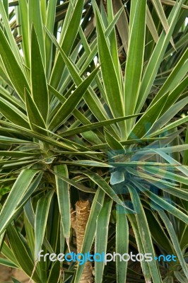 Palm Trees Stock Photo