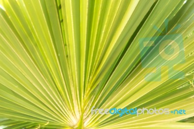 Palm Trees Stock Photo