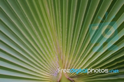 Palm Trees Stock Photo