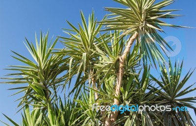 Palm Trees Stock Photo