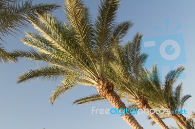 Palm Trees Stock Photo