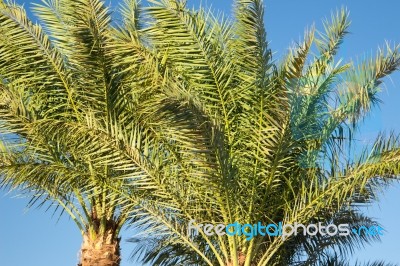 Palm Trees Stock Photo