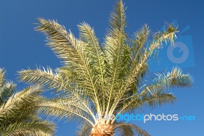 Palm Trees Stock Photo