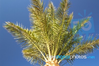 Palm Trees Stock Photo