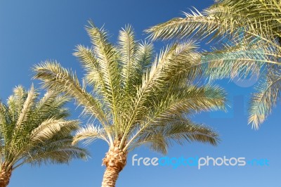 Palm Trees Stock Photo