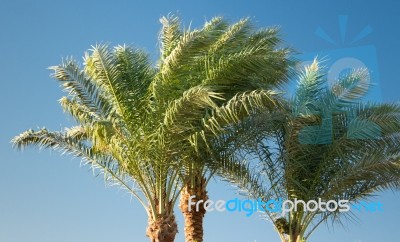 Palm Trees Stock Photo