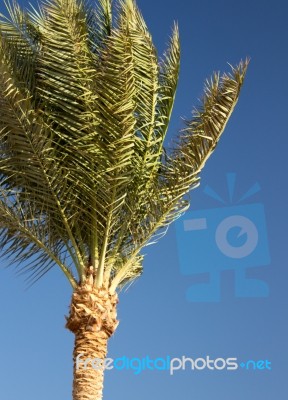 Palm Trees Stock Photo