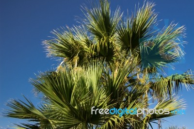 Palm Trees Stock Photo