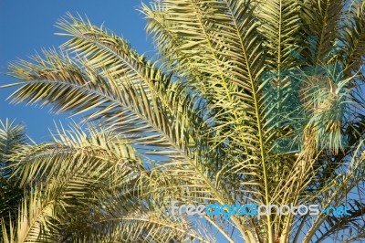 Palm Trees Stock Photo