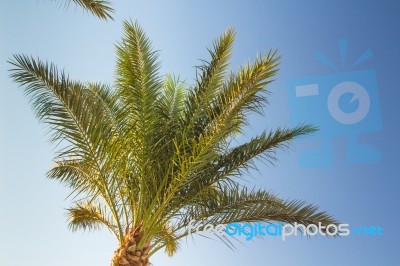 Palm Trees Stock Photo