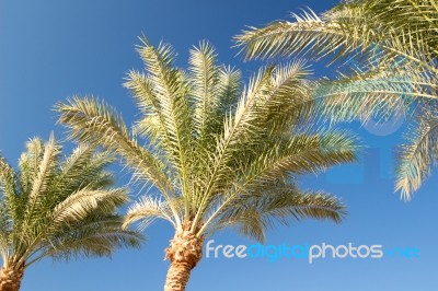 Palm Trees Stock Photo