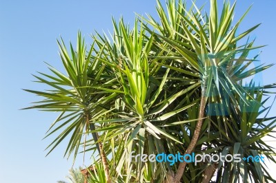 Palm Trees Stock Photo