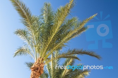 Palm Trees Stock Photo