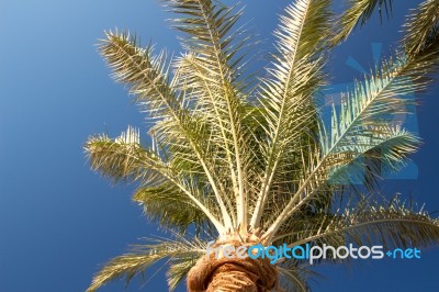 Palm Trees Stock Photo