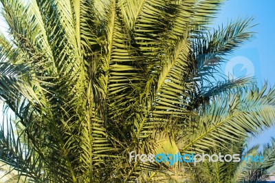 Palm Trees Stock Photo