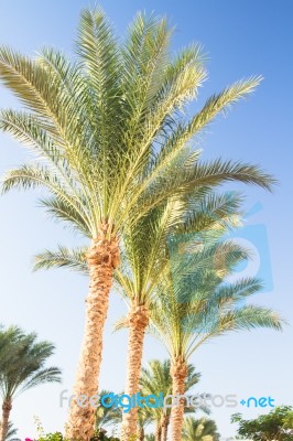 Palm Trees Stock Photo