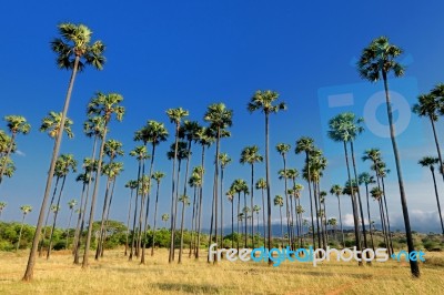 Palm Trees Stock Photo