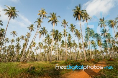 Palm Trees Stock Photo