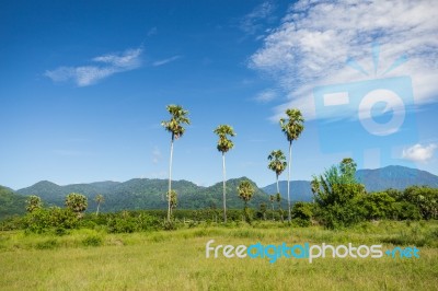 Palm Trees Stock Photo