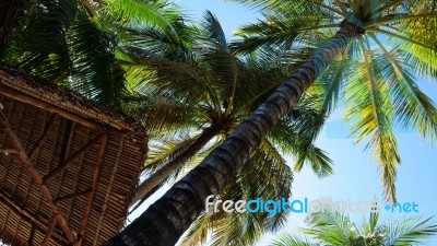 Palm Trees Stock Photo