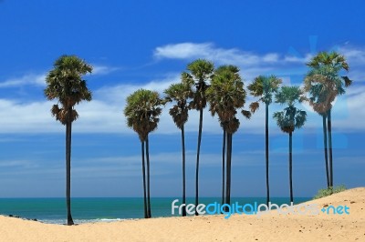 Palm Trees Stock Photo