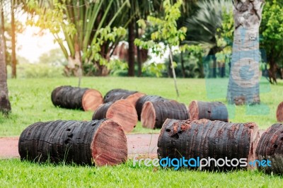 Palm Trees Are Cut On Lawns Stock Photo