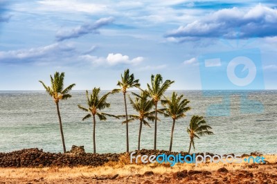 Palm Trees At The Coast In Big Island Of Hawaii Stock Photo